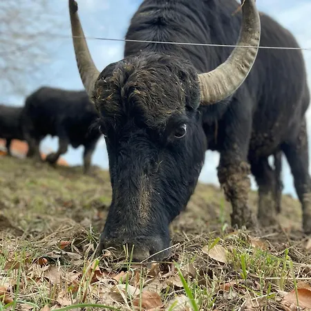 Mahorko Wein Wellness Wasserbueffel *