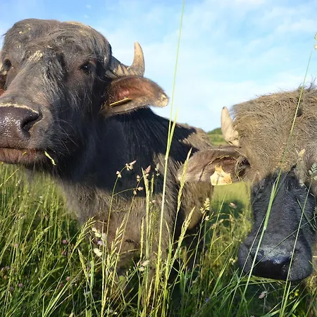 Mahorko Wein Wellness Wasserbueffel * Гланц-ан-дер-Вайнштрасе