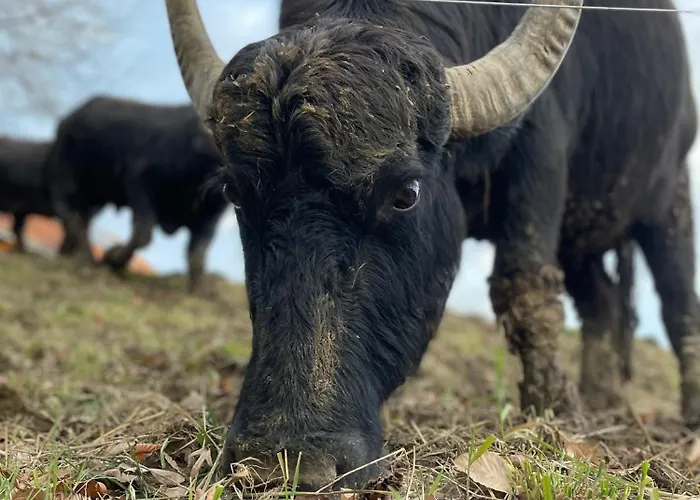 Weingut Restaurant Mahorko *